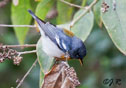 Parula americana